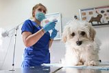 В Зеленограде продолжается вакцинация домашних животных против бешенства