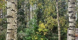 Багрец и золото осеннего леса