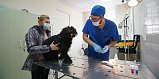 В госветклиниках города проведут акцию по комплексной вакцинации собак