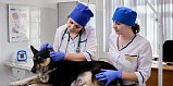 Начался прием заявок на оплачиваемую ветеринарную стажировку в Правительстве Москвы