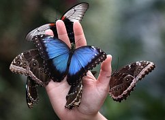 Выставка живых бабочек и рептилий «EXOTIC» продолжает свою работу