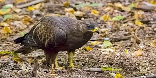 Гроза насекомых: где в Москве увидели краснокнижную птицу осоеда