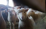 Солнечногорцев информируют об оспе овец и коз