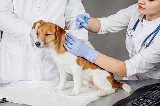 В Зеленограде работают пункты бесплатной вакцинации животных против бешенства