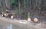 В результате непогоды в Зеленограде повалены 3 дерева