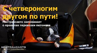 Мострансавто напоминает правила перевозки домашних питомцев в автобусах