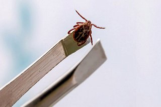 В Зеленограде приступили к обработке территорий от клещей