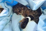 Жители Солнечногорска могут вызвать ветеринарного врача на дом