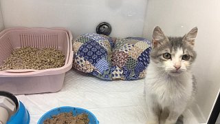 Солнечногорцы смогут воспользоваться кол-центром Госветслужбы Подмосковья и в праздничные дни
