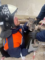 Упавшего в колодец котенка вытащили спасатели в Солнечногорске