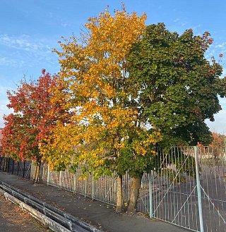 Осень в Зеленограде