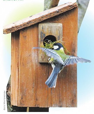 Птицам - доступное жилье