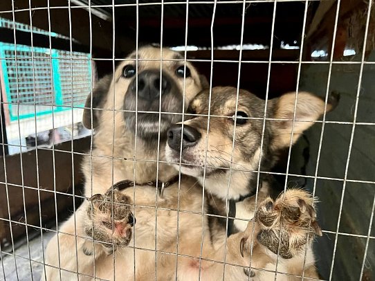 В Солнечногорске стартовала акция «Лучший друг»