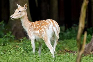 Юные москвичи выберут имя для олененка из «Дома лани» в Зеленограде