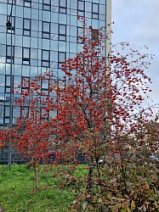 Богатый урожай рябины Богатый урожай рябины