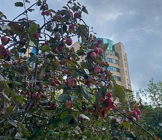 Яблоневая аллея, Зеленоград