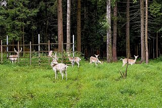 Юные москвичи выбрали имя для олененка на платформе «Активный гражданин – детям»