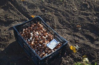 В преддверии зимы на клумбах и цветниках Зеленограда высадят луковичные