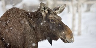 Бобр за ужином, дятел с салом и исчезающий беляк. Какие фото можно сделать зимой в московских парках