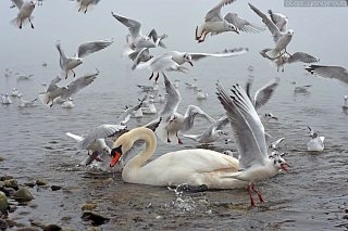 Выcокопатогенный грипп птиц