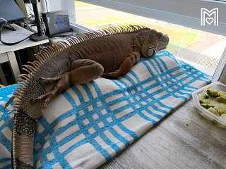 В зеленоградской ветклинике вновь помогли экзотической игуане