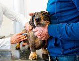 Солнечногорская ветеринарная станция информирует о графике выездных вакцинаций против бешенства собак и кошек
