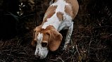 Сезон охоты на болотно-луговую дичь с собаками стартовал в Подмосковье
