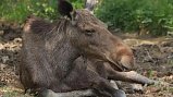 Жителям Московской области рассказали, как вести себя при встрече с лосем