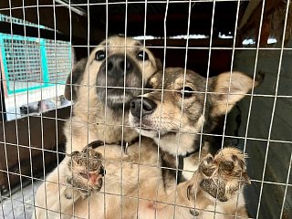 В Солнечногорске стартовала акция «Лучший друг»