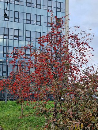 Богатый урожай рябины