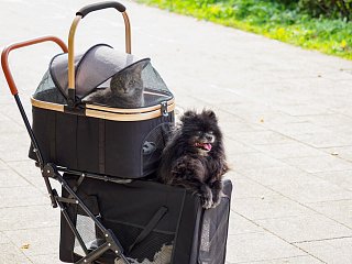 Прогулка с комфортом