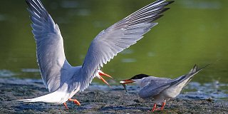 И снова в путь: первые птицы начали улетать на зимовку