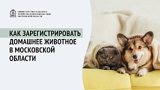 В Солнечногорске с 1 сентября обязательную регистрацию прошли более 30 собак