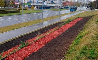 В Зеленограде к зиме высадят более полумиллиона луковичных