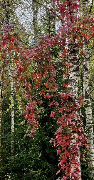 Багрец и золото осеннего леса II