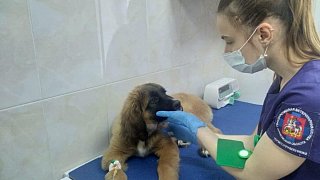 Более 6,5 тыс. жителей Подмосковья воспользовались сервисом «Запись к ветеринару»