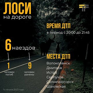 Минтранс Подмосковья: лоси на дорогах!