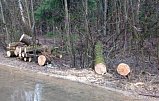 В результате непогоды в Зеленограде повалены 2 дерева