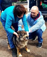 Солнечногорская ветеринарная станция информирует о начале выездной вакцинации кошек и собак
